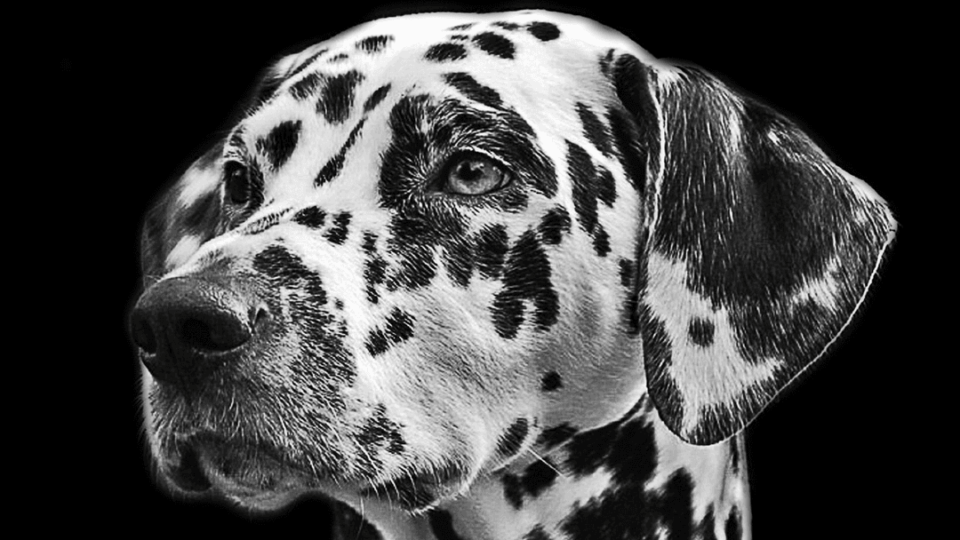 Independent Sales Opportunity: Sell Bespoke Pet Products To Retail - 20% Commission + Residuals